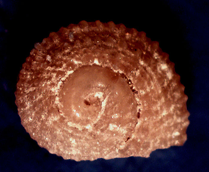 Pseudotorinia architae ?